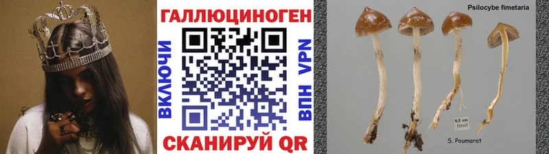 Галлюциногенные грибы Psilocybine cubensis  продажа наркотиков  Новокубанск 