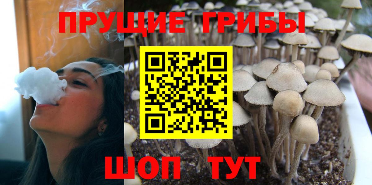 где найти наркотики  Новокубанск  Псилоцибиновые грибы мицелий 